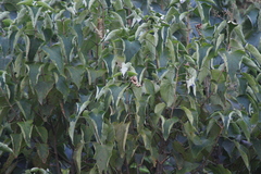 Clerodendrum trichotomum