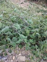 Sigesbeckia pubescens