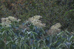 Clerodendrum mandarinorum