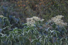 Clerodendrum mandarinorum