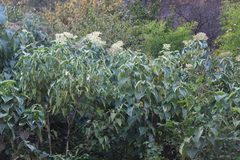 Clerodendrum mandarinorum