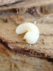 Scolytus intricatus