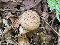 Lycoperdon bispinosum