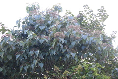 Clerodendrum mandarinorum