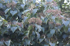 Clerodendrum mandarinorum