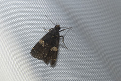 Hydrillodes gravatalis