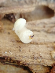 Scolytus intricatus