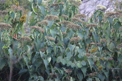 Clerodendrum mandarinorum