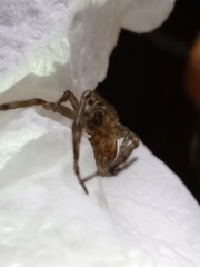 Steatoda nobilis