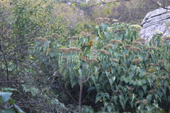 Clerodendrum mandarinorum