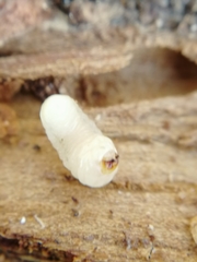 Scolytus intricatus