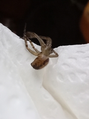 Steatoda nobilis