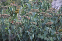 Clerodendrum mandarinorum