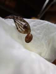 Steatoda nobilis