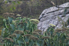 Clerodendrum mandarinorum