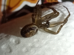 Steatoda nobilis