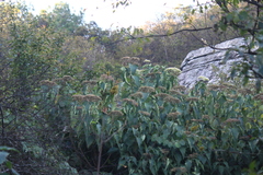 Clerodendrum mandarinorum