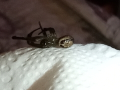 Steatoda nobilis