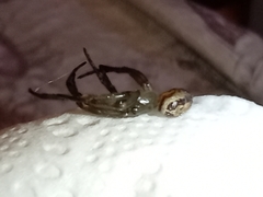 Steatoda nobilis