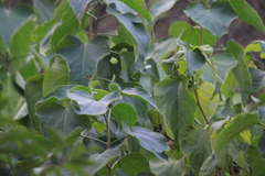 Vernicia fordii