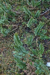 Veronica macrantha brachyphylla