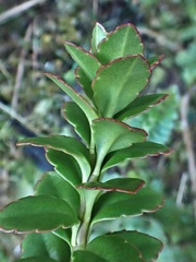 Veronica macrantha brachyphylla