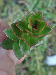 Veronica macrantha brachyphylla