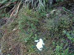 Veronica macrantha brachyphylla