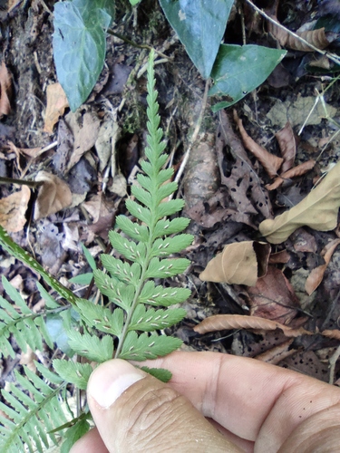Athyrium vidalii iNat (3)