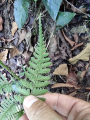 Athyrium vidalii