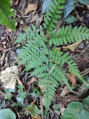 Athyrium vidalii