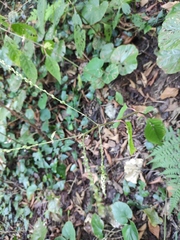 Achyranthes bidentata