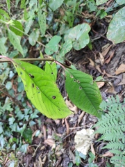 Achyranthes bidentata