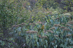 Clerodendrum mandarinorum
