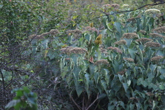Clerodendrum mandarinorum