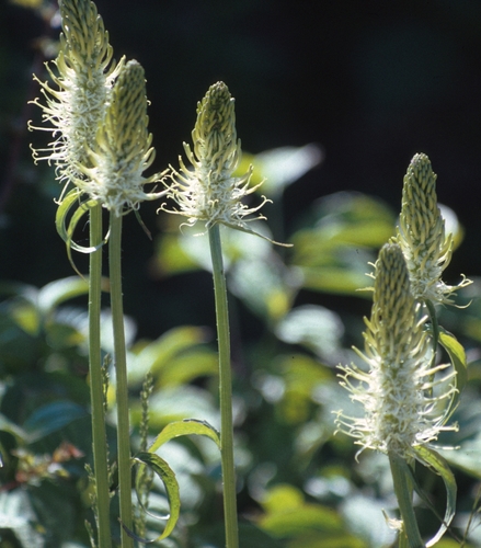 Varpotoji glaudenė nuotrauka