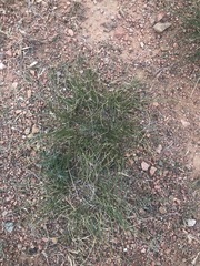 Allium polyrhizum