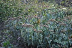 Clerodendrum mandarinorum
