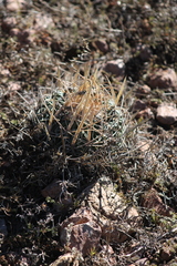 Echinofossulocactus lloydii