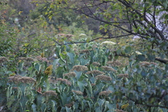 Clerodendrum mandarinorum
