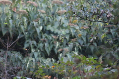 Clerodendrum mandarinorum