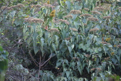 Clerodendrum mandarinorum