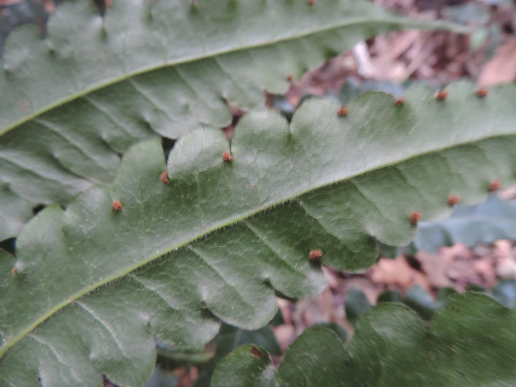 Blotiella stipitata