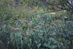 Clerodendrum mandarinorum