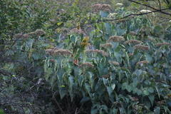 Clerodendrum mandarinorum