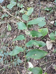 Polygonatum cyrtonema