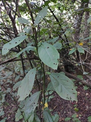 Lindera reflexa