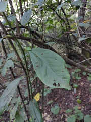 Lindera reflexa