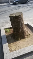 Platanus × hispanica