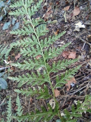 Dennstaedtia wilfordii